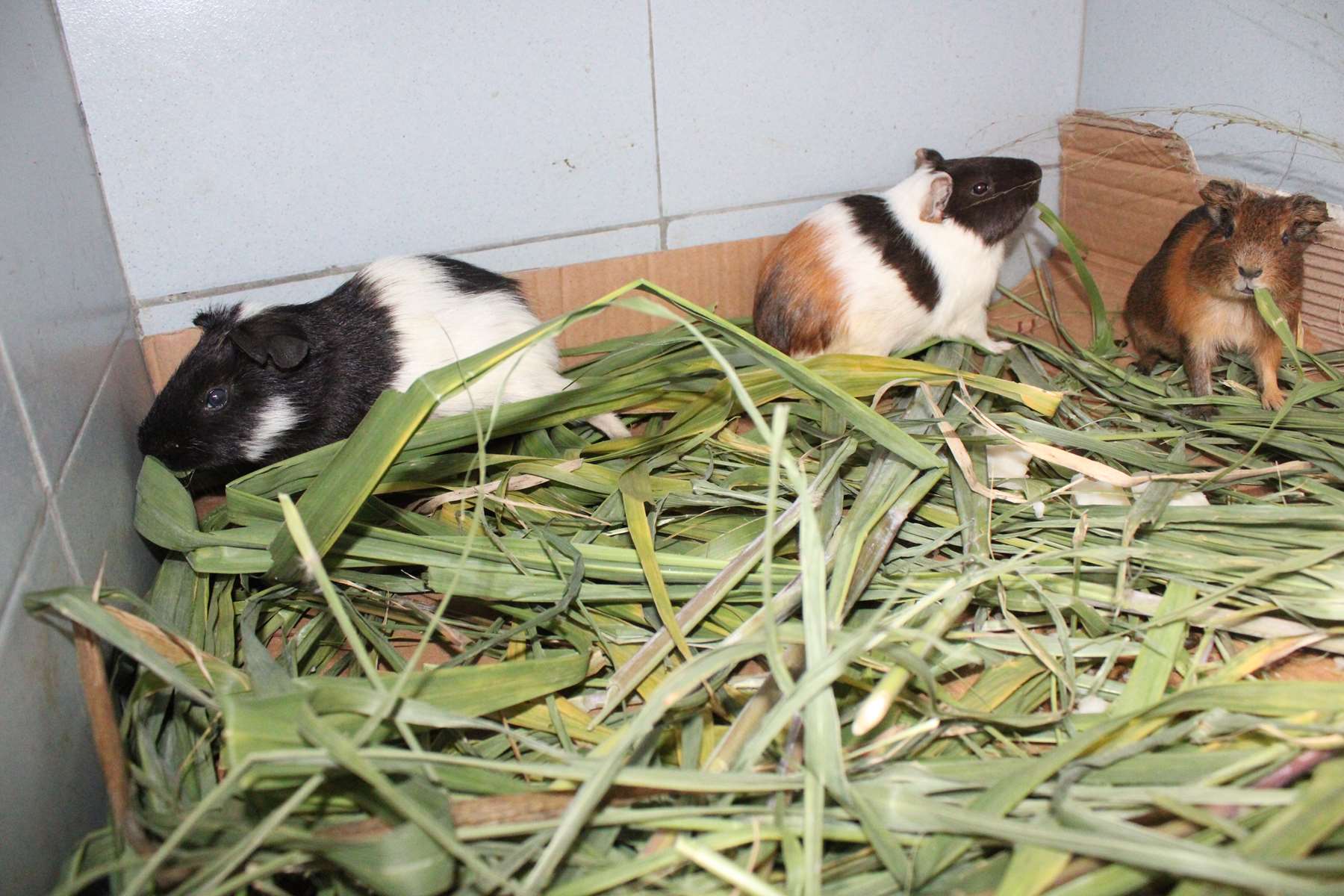 Guinea Pigs