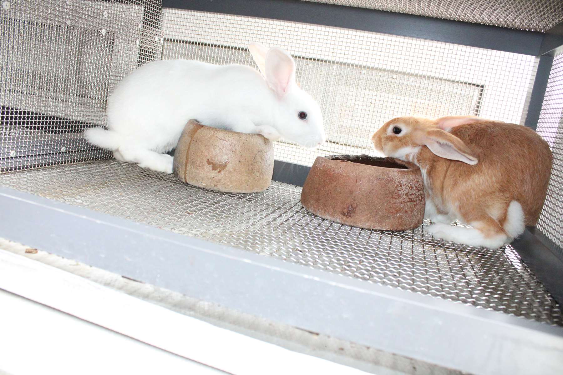Rabbits