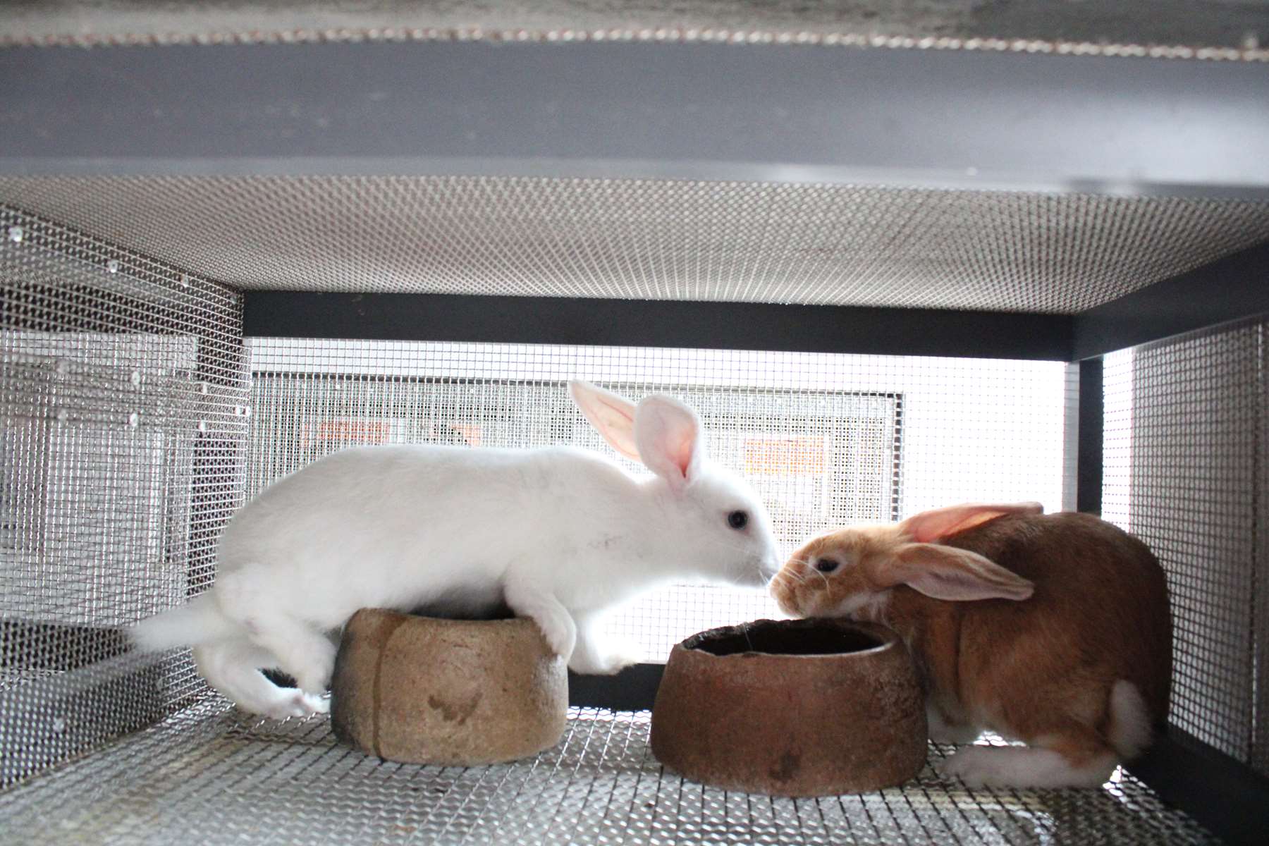 Rabbits